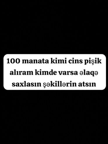 купить кошку в баку: Alıcı elanı: 100 manata kimi büdcə ilə cins pişik alınır. Uyğun pişik