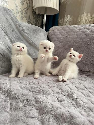 Кошки: Ağ tüklü balaca pişiklər – Scottish Fold və Straight balaları - Növ — 1