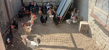 cucə və xoruz təmsil: Yerli həyət təsərrüfatından toyuqlar - Çeşidli yerli xırda təsərrüfat — 3