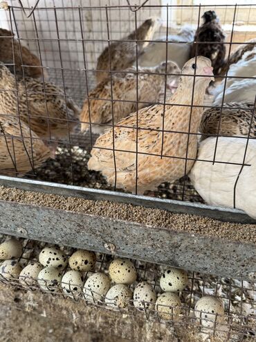дойных коровы: Продам молодых перепелок по хорошей цене! Несутся каждый день Возраст