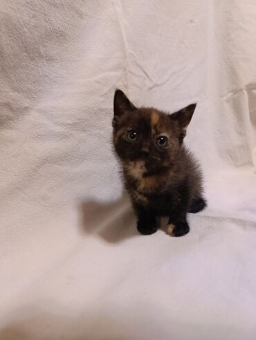 где можно купить кошку: Кошка даром: Беспородная, 2 месяца, Мальчик, Приучена к лотку