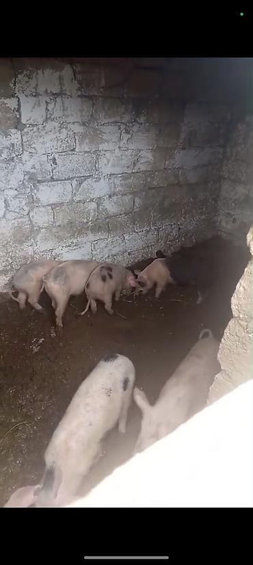 donuz balası: Məhsul: Donuz balaları (şahinli, ləkəli və açıq rənglərdə)biri 150m — 1
