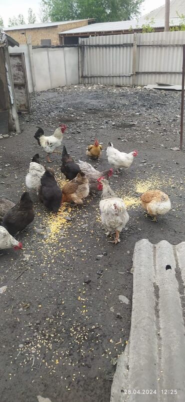 Птицы: Продаю кур несушек несутся домашние и продаю цыплят 2 месяца по 200
