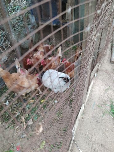 bakida cins ineklerin satisi: Salam kend toyuqlari satılır yumurtlayirlar 9 dənədir lalafo.az -da bakida cins ineklerin satisi: Salam kend toyuqlari satılır yumurtlayirlar 9 dənədir