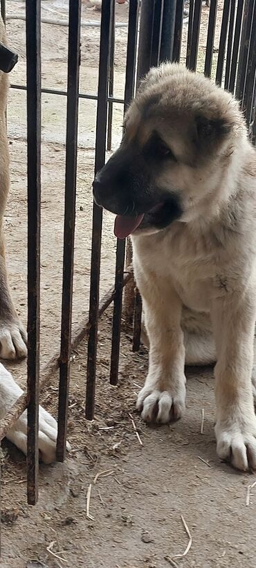 coban iti balasi satisi: Qafqaz çoban iti, 2 ay, Erkek, Peyvəndli