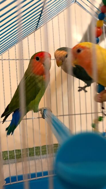 Tutuquşları: Korella Karella tutuqusu papuqay sevgi quşu nerazlucnik valnist 14 — 18