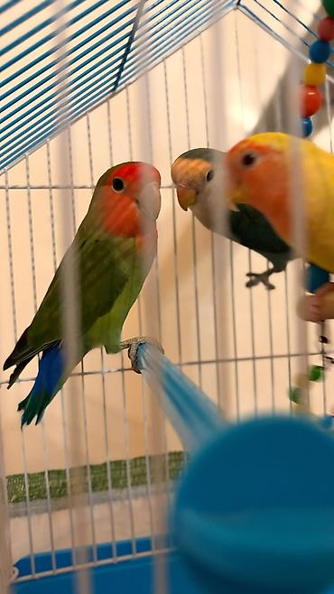 Tutuquşları: Korella əl quşu bala hazir cut kime hansi lazimdisa var sarilar 45-50 — 23