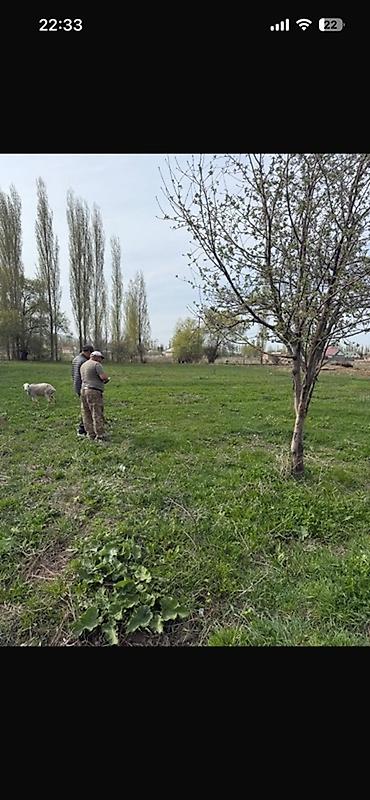 Үйлөрдү сатуу: 3 бөлмө, 29 м², 29 соток, Бишкек, Ала-Тоо совхозу Менчик ээси — 7