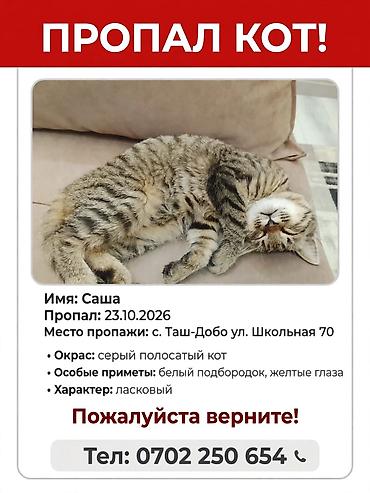 шотландская вислоухая кошка фото цена: Пропала : Беспородная, Мальчик, Серый — 1
