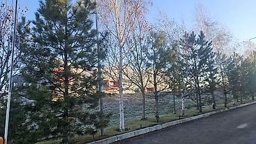 Берёза: Саженцы — 13