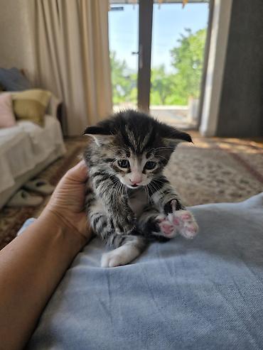 Продажа кошек: Беспородная, 1 месяц, Мальчик, Приучена к лотку — 4