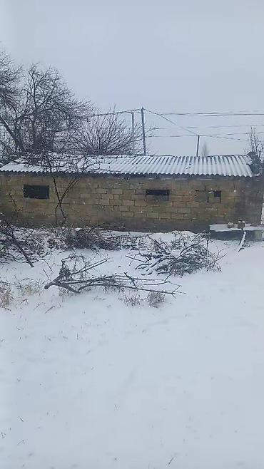 Torpaq sahələrinin satışı: 65 sot, Kənd təsərrüfatı — 2