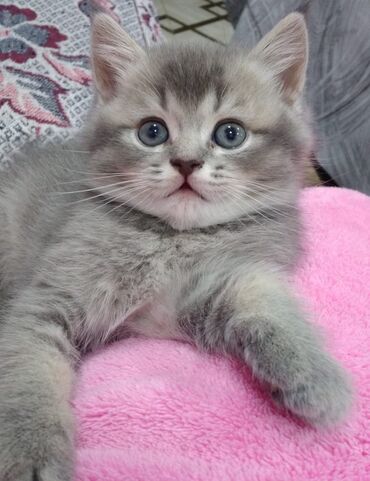 Pişiklər: Şotland yastı qulaq — 21