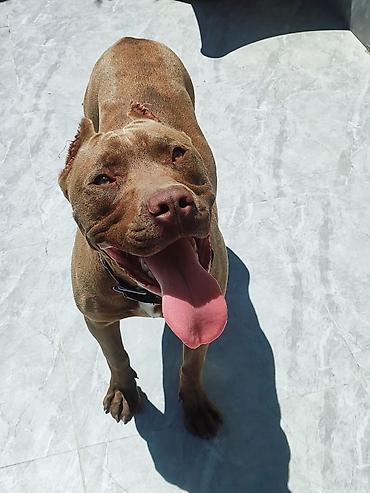 Pitbul, 8 ay, Erkək, Ünvandan götürmə lalafo.az -da Pitbul, 8 ay, Erkək, Ünvandan götürmə