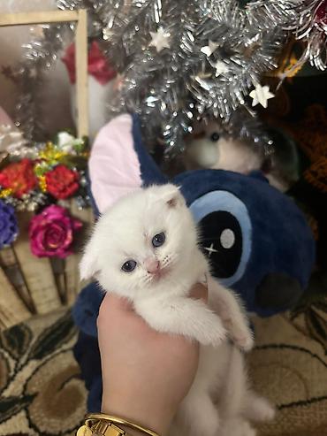 Pişiklər: Şotland yastı qulaq, Erkək, Dişi, Yaxşı əllərə, Ödənişli çatdırılma, Ünvandan götürmə, Rayonlara çatdırılma — 4