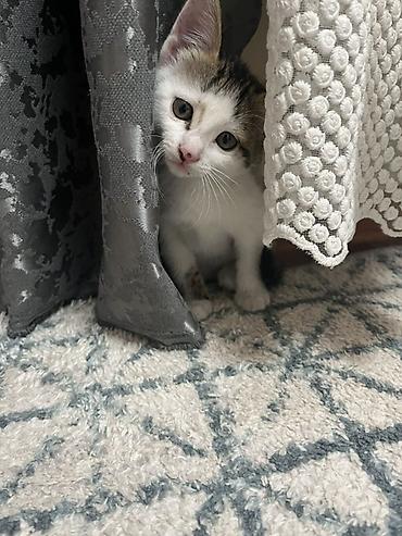кошки сфинксы: Котята, домашние, разноокрашенные (белые с серо‑пятнистым хвостиком — 3