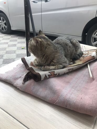 шотландская вислоухая кошка шиншилла: Кошка даром: Беспородная, 1 год, Мальчик