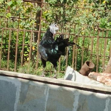 toyuq növləri: Produkt: Ayam Cemani cross
Xoruz: 100 AZN 
Toyuq 85 AZN — 3