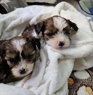 Продажа собак: ПРОДАЮТСЯ ЩЕНКИ ШИ-ТЦУ!!! 3 мальчика и 2 — 5