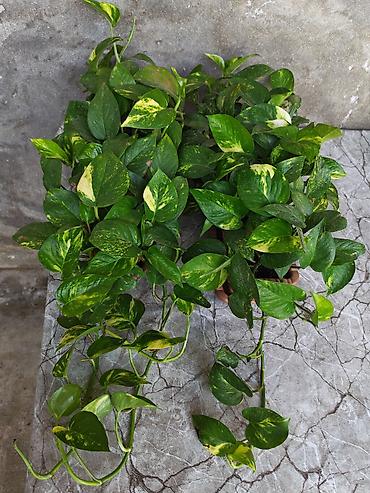 otaq arakesmeleri: Epipremnum aureum “Golden Pothos” – sarı-yaşıl əlvan yarpaqlı, asma və — 1