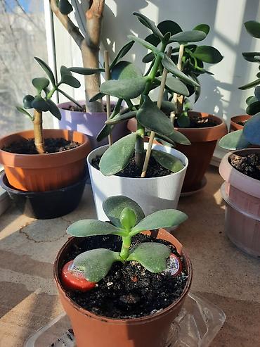 Денежное дерево: Денежное дерево приносит благополучие в дом, где растет, хорошо — 9