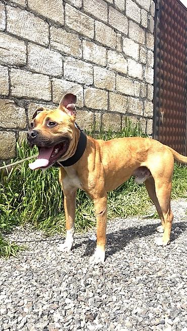 İtlər: Pitbul, 1 il, Erkek — 10