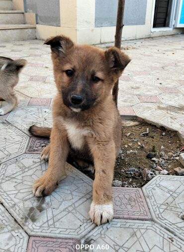 itlər kanqal: Alman çoban iti, 2 ay, Dişi, Ünvandan götürmə