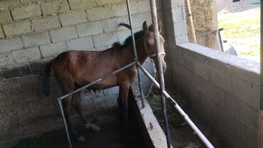 где можно купить телят симментальской породы: Лошади, кони