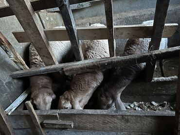 кролики калифорнийские: Продаю | Овца (самка) | Арашан | Для разведения | Ярка