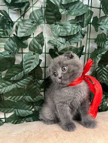 Pişiklər: Britan yastı qulaq, Erkək, Dişi, Yaxşı əllərə, Ünvandan götürmə, Pulsuz çatdırılma, Ödənişli çatdırılma — 18