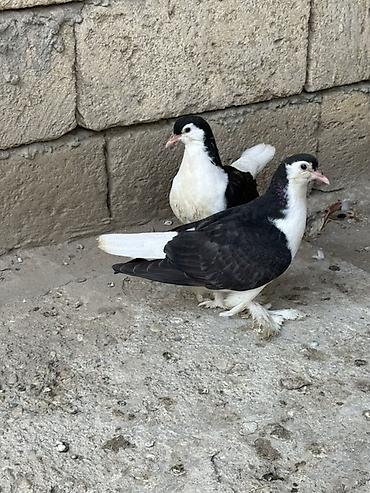 quşlar goyərcin: Delfinler ve povlinler satilir ciddi alicilar yazsin elaqe 0504240736 — 4