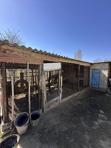 Продажа коттеджей и домов: 📍В Гавриловке от трассы 800 м продается дом на участке 19 соток, 77 — 5