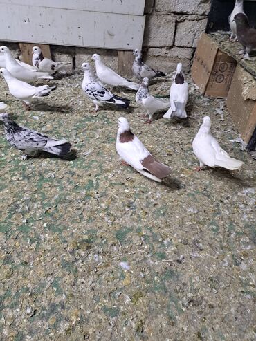 Göyərçinlər: Məhsul: Bəzək və uçuş üçün göyərçinlər Təsvir: - Növ — 8