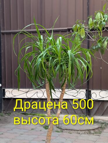 продажа комнатных цветов: Продам большие комнатные деревья. авокадо, лимоны, остролистый фикус