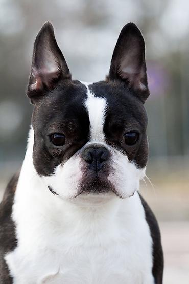 veličina vuka: Boston terrier mužjak slobodan za parenje — 1