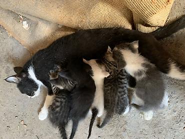 простые птички: Котята от домашней кошки - Помет из нескольких котят разной окраски — 2