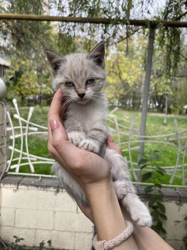 машинка для стрижки собак: 🐾 Ищем дом для шести чудесных котят 🐾 Рядом с рестораном «Цезарь