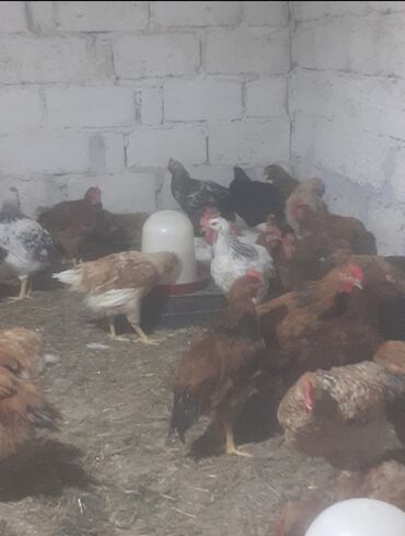 приют для животных в баку адрес: Salam 3 aylıq fərələr satılır istəyən əlaqə etsin ərazi Mərdəkan