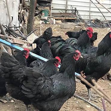 danşan quş: Uzunquyruq avstrolop yumurtasi satilir.Qiymet 1 manat kim isdese gelib — 7