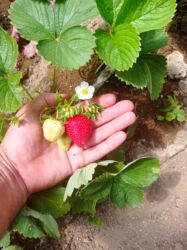 Şitillər: Murano çiyələk stilləri satılır .ilboyu məhsul dərmey olur .isdixana — 6