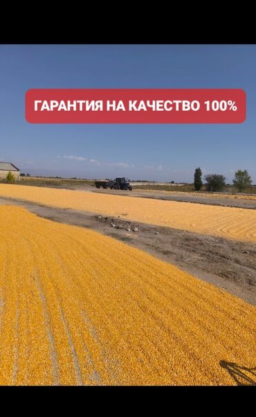 куриные полуфабрикаты оптом: Кукуруза Оптом, Бесплатная доставка