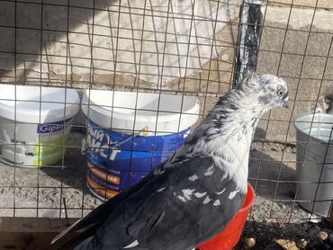 Другие с/х животные: Породные голуби с «чубом» и мощным зобом (дутыши/крякуны), окраска — 20