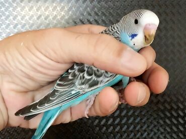 papuqay qiymeti: 2 aylıq tam sağlam Papuqay (mehebbet qusu) balaları. Yemə düşüblər