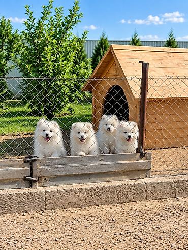 heyvanlar və balaları: Samoyed, Peyvəndli — 9