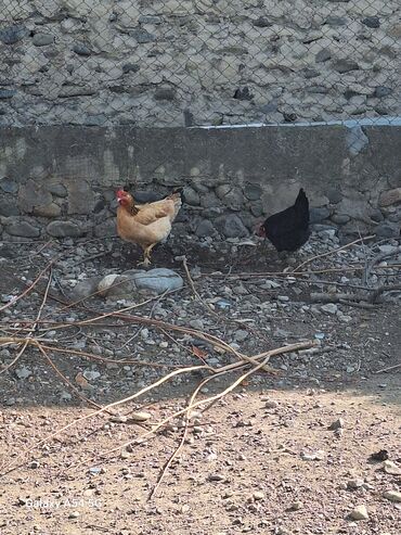 Toyuqlar: Təsərrüfat üçün müxtəlif ev quşları - Toyuqlar və xoruz: şəkillərdə — 9