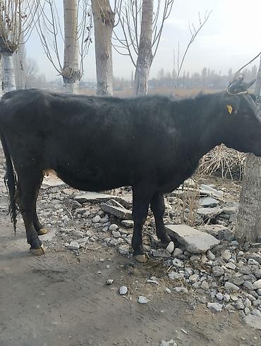 Коровы, быки: Продаю | Корова (самка) | Для молока | Привязанные — 10