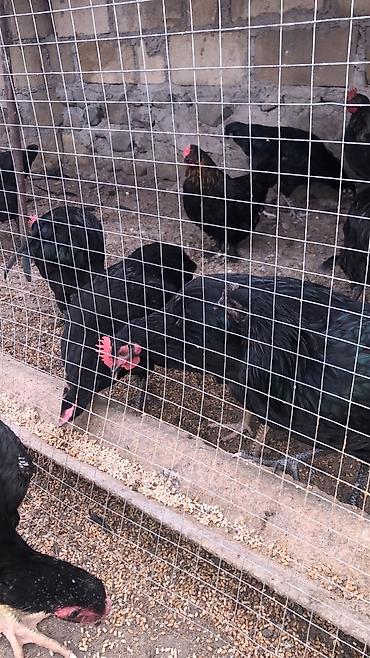 Australorp sortu