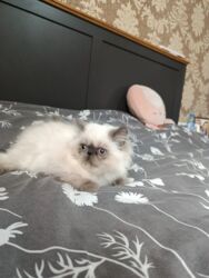 Pişiklər: Britan yastı qulaq, Erkək, Dişi, Yaxşı əllərə, Ünvandan götürmə, Ödənişli çatdırılma, Rayonlara çatdırılma — 23