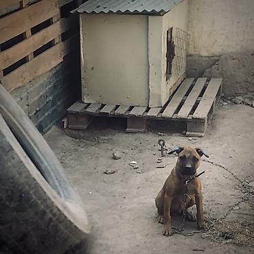Порода/тип: щенок американский питбуль рабочего разведения APBT