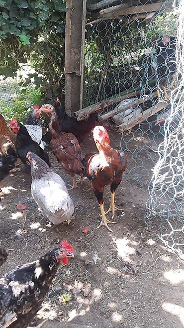 Куры: Məhsul: Ev təsərrüfatı üçün yerli toyuqlar (qarışıq xoruz son qiymetdı — 2
